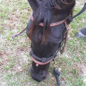 Brown leather head stall with caveson nose band